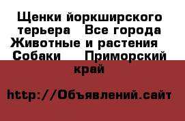 Щенки йоркширского терьера - Все города Животные и растения » Собаки   . Приморский край